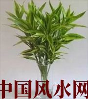 河池十二生肖养什么植物最旺财运？你知道吗！
